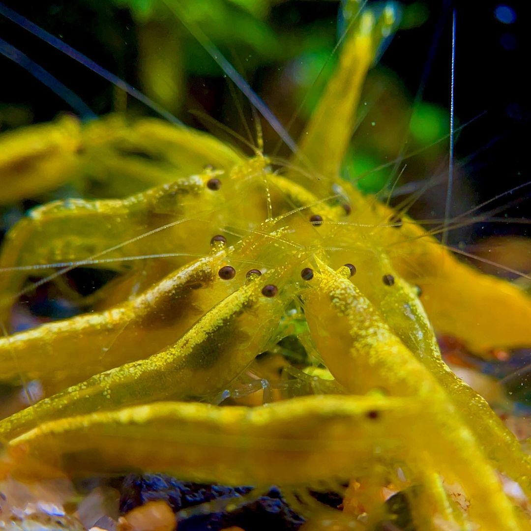 Yellow Golden Back Neocaridina Shrimp