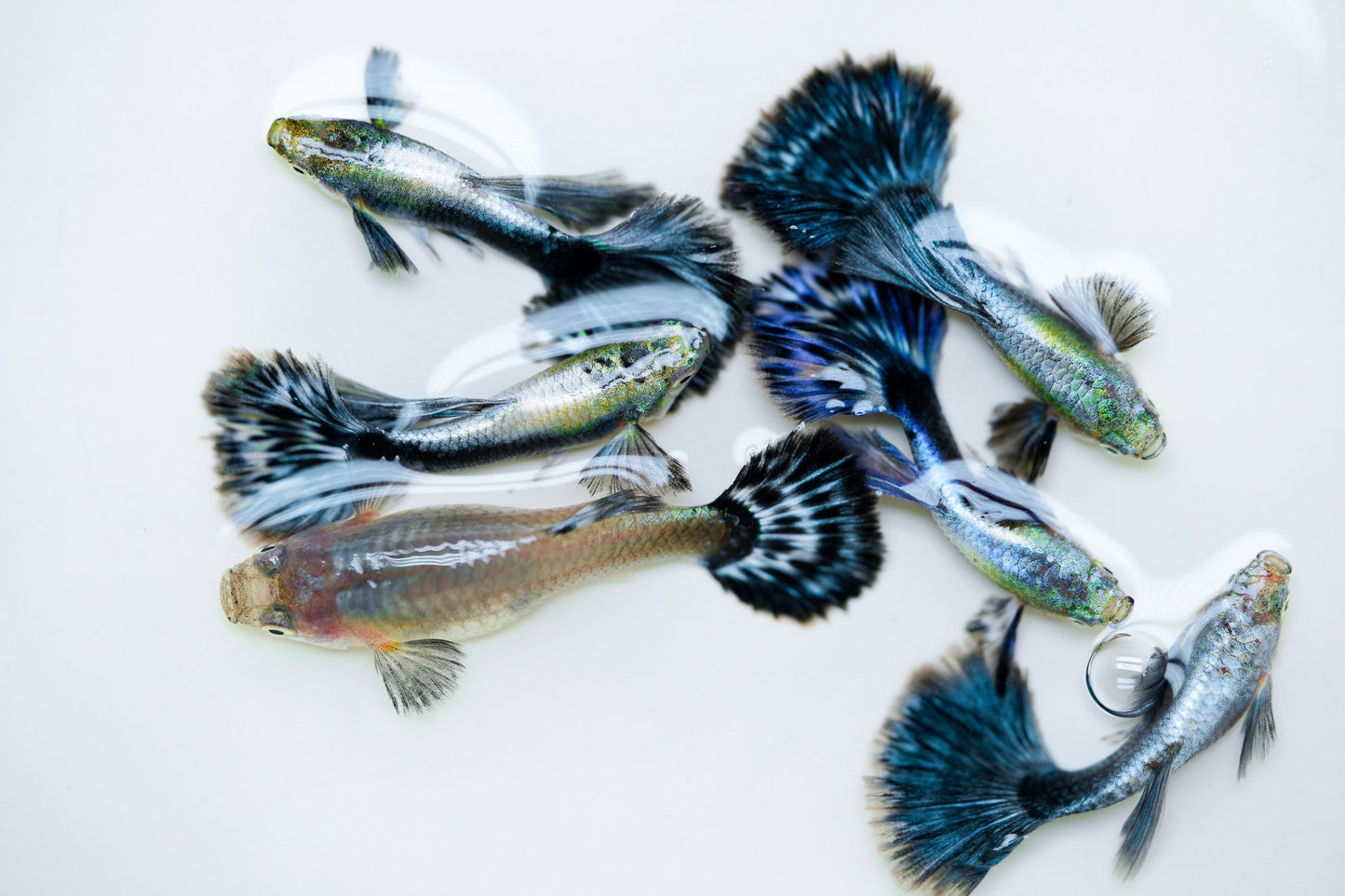 Purple Ivory Mosaic Guppy Fish