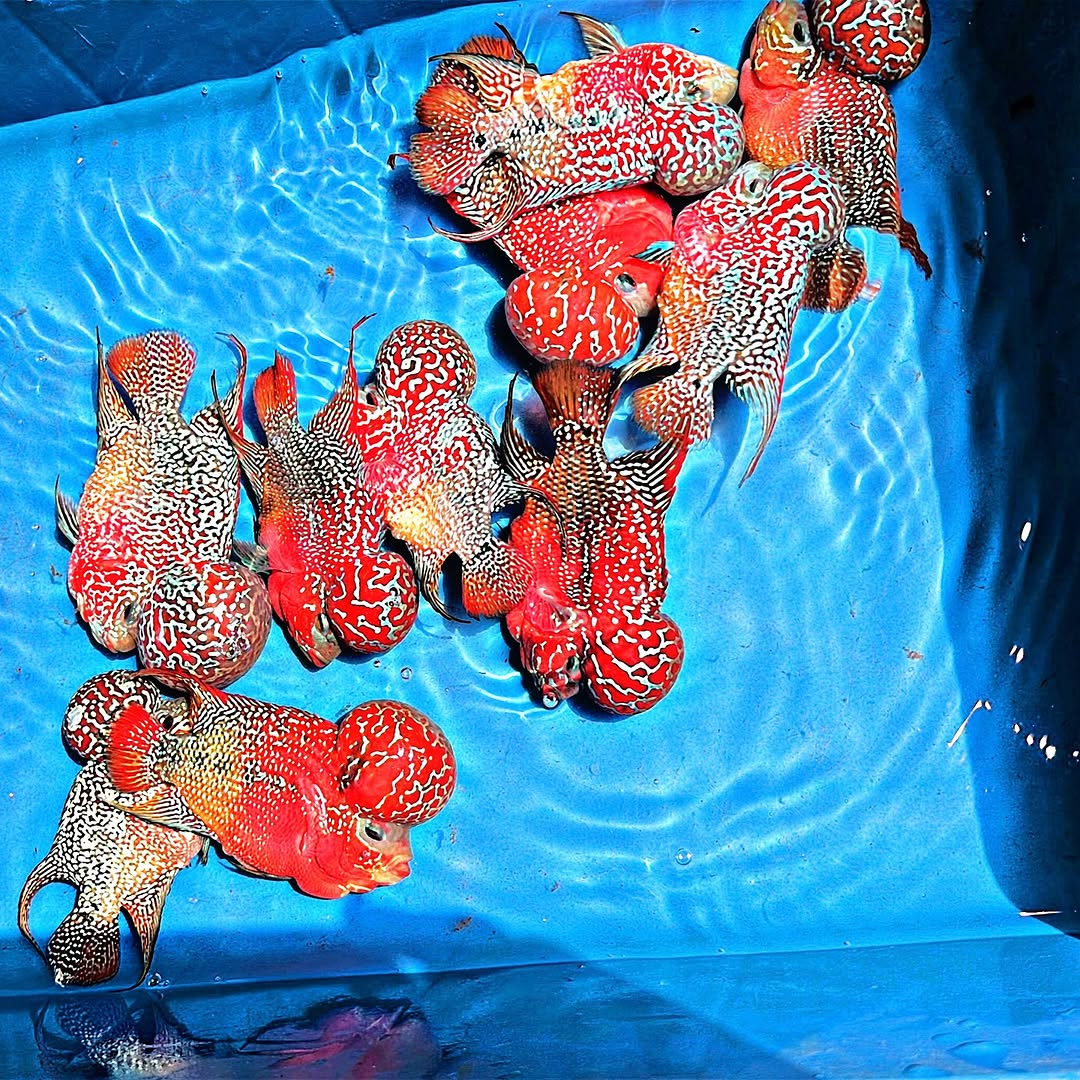King Kamfa 2 Tone Flowerhorn Cichlid | High Grade | Grower Pick