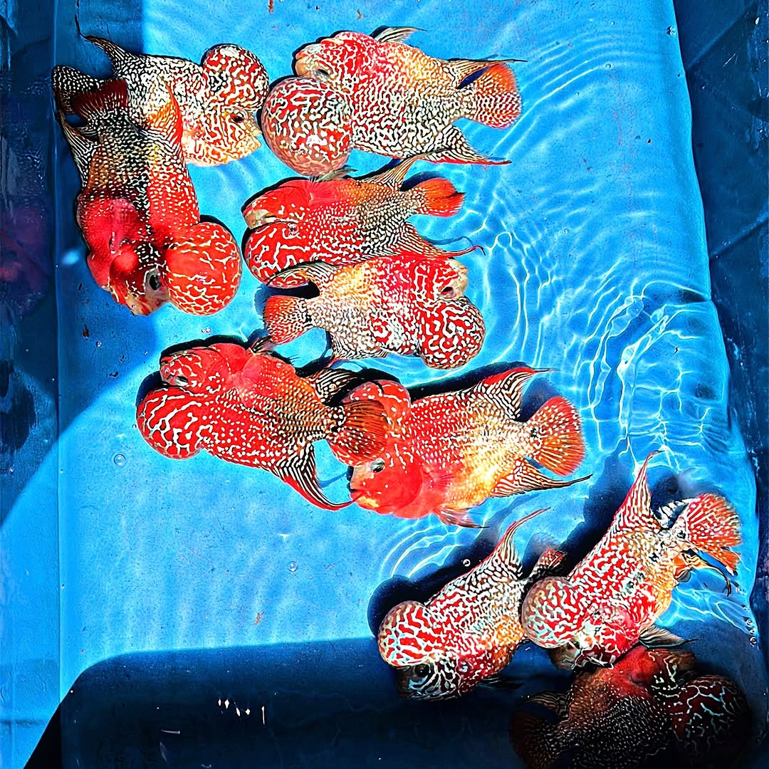 King Kamfa 2 Tone Flowerhorn Cichlid | High Grade | Grower Pick