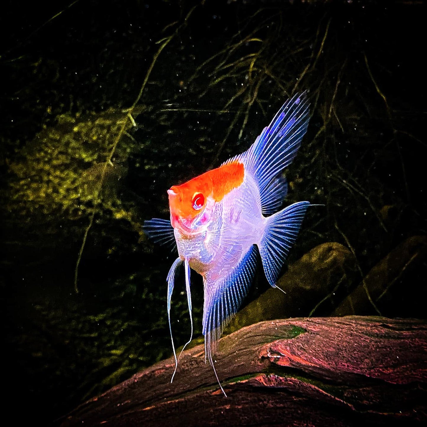 Koi Albino Red Cap Angelfish
