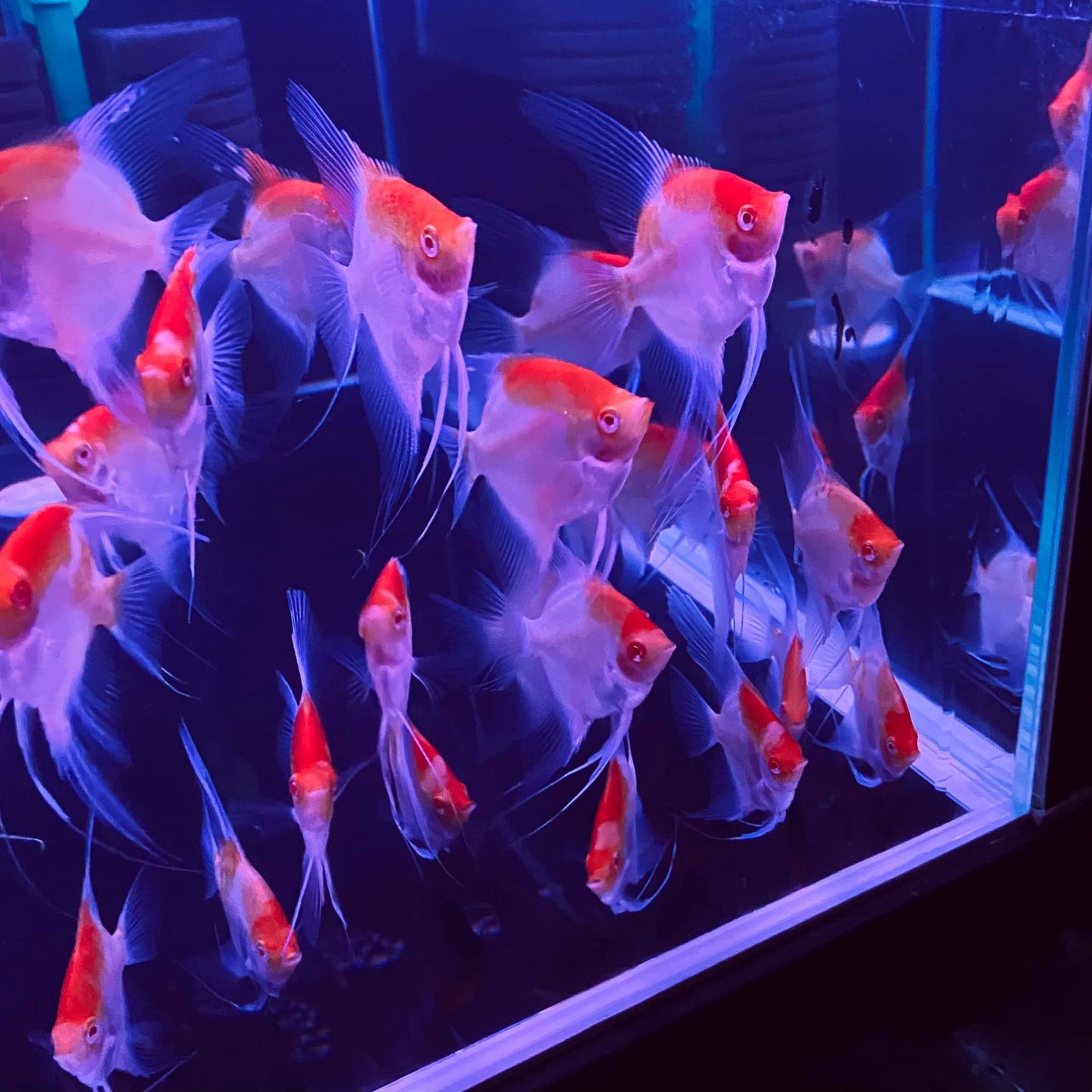 Koi Albino Red Cap Angelfish