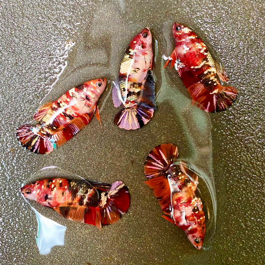 Koi Nemo Copper Female Betta Fish