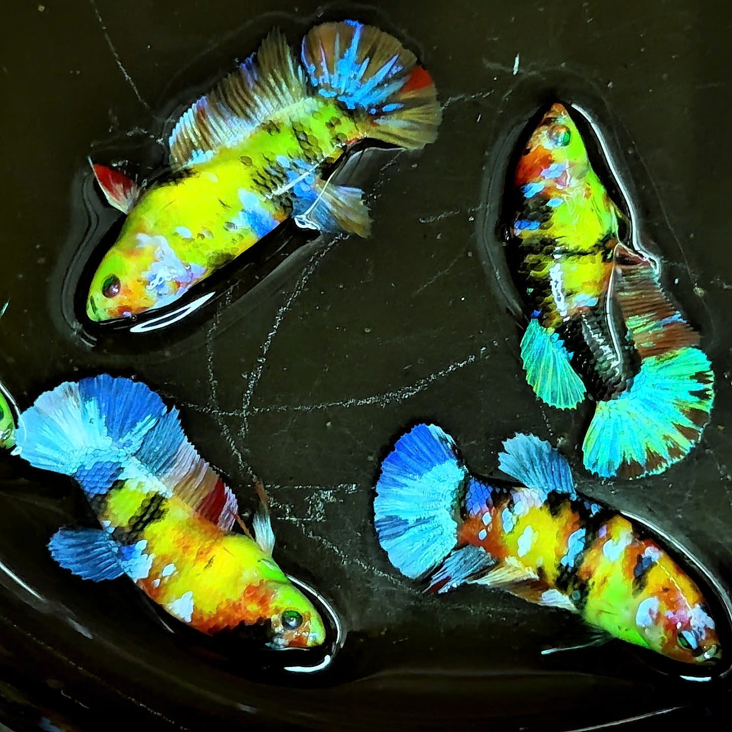 Female Betta Fish Koi Nemo Neon Plakat