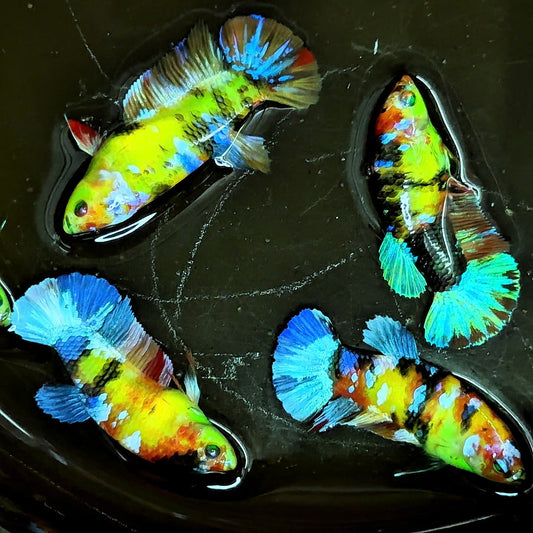 Female Betta Fish Koi Nemo Neon Plakat