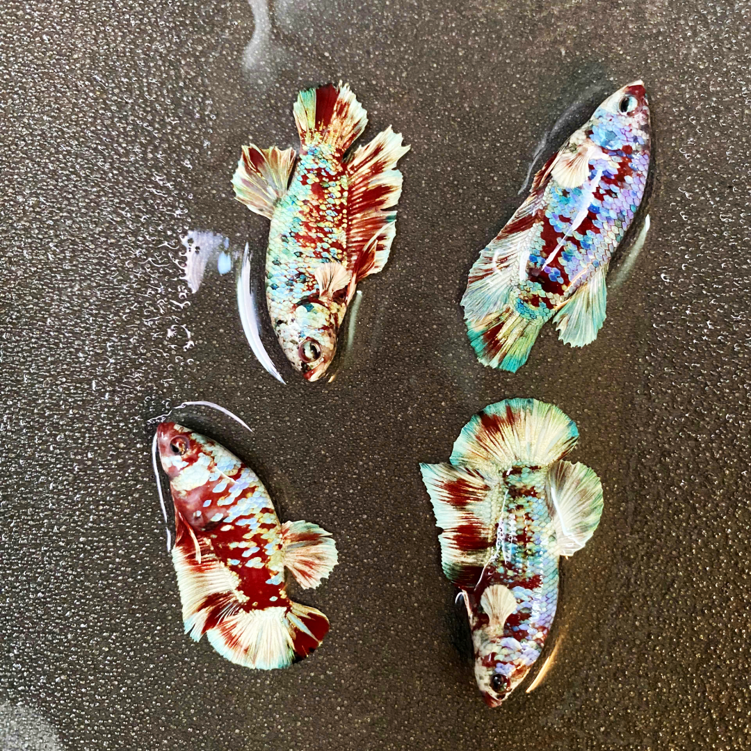 Koi Red Gold Coat Female Betta Fish | Premium Betta