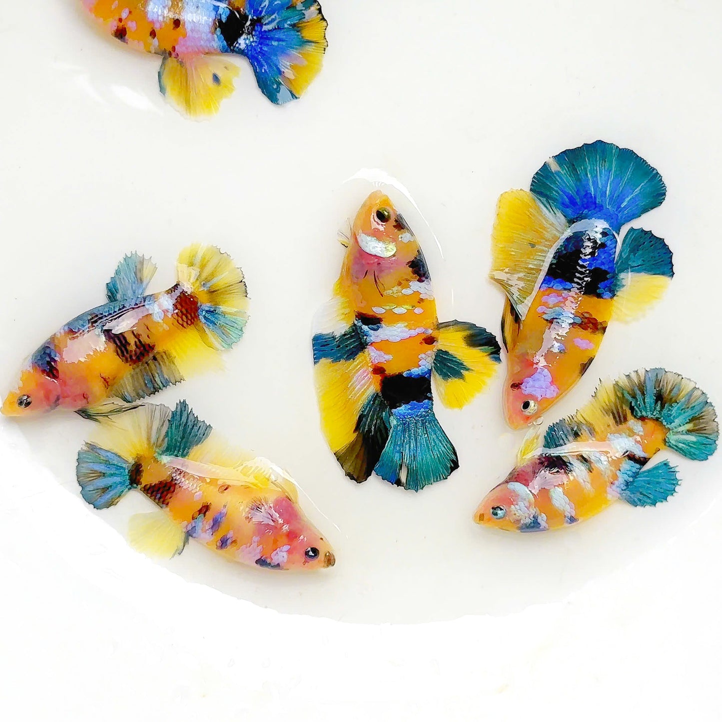 Koi Yellow Blue Tail Female Betta Fish Sorority | Successful Sorority Pack