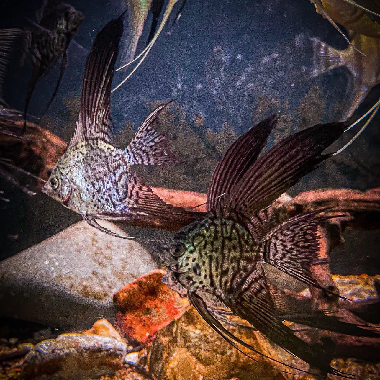 Leopard Angelfish