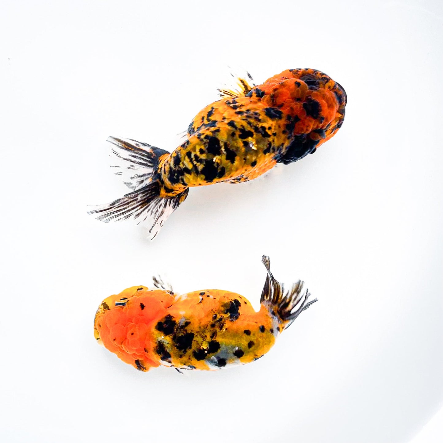 Leopard Calico Ranchu Goldfish | Grower Pick