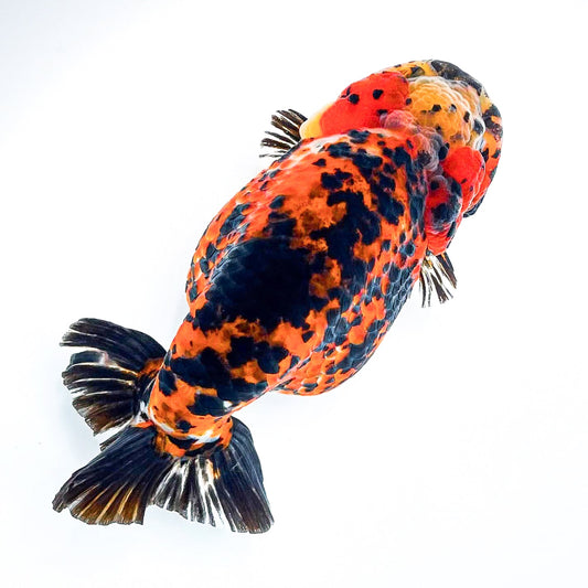 Leopard Calico Ranchu Goldfish | Grower Pick