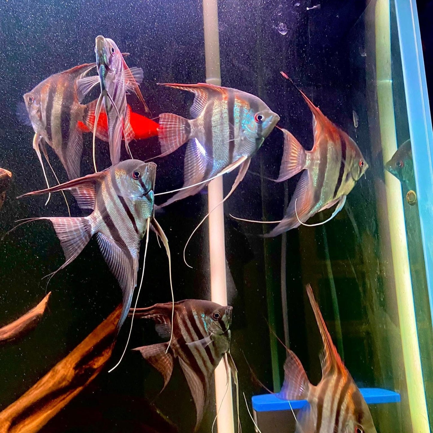 Manacapuru Angelfish