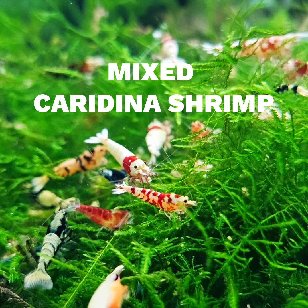 Mixed Caridina Shrimp