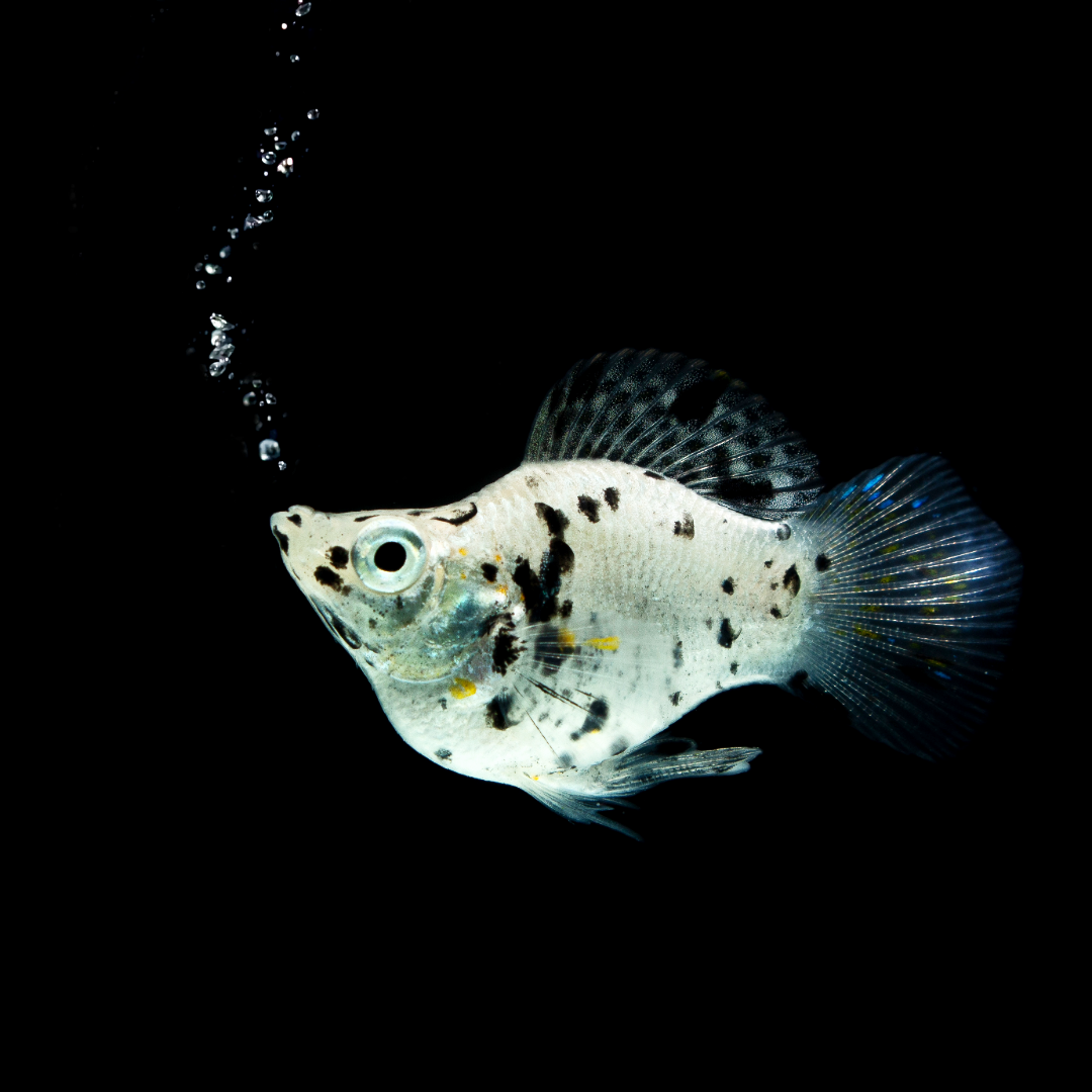 Moo Cow Balloon Molly Fish | Round Tail, Black Eyes