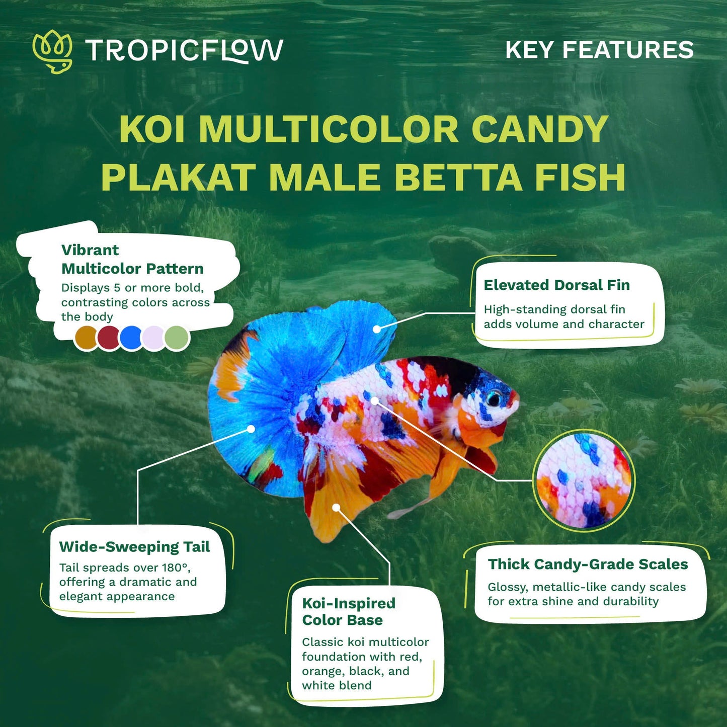 Koi Multicolor Candy Plakat Male Betta Fish | High Grade | Mystery Betta