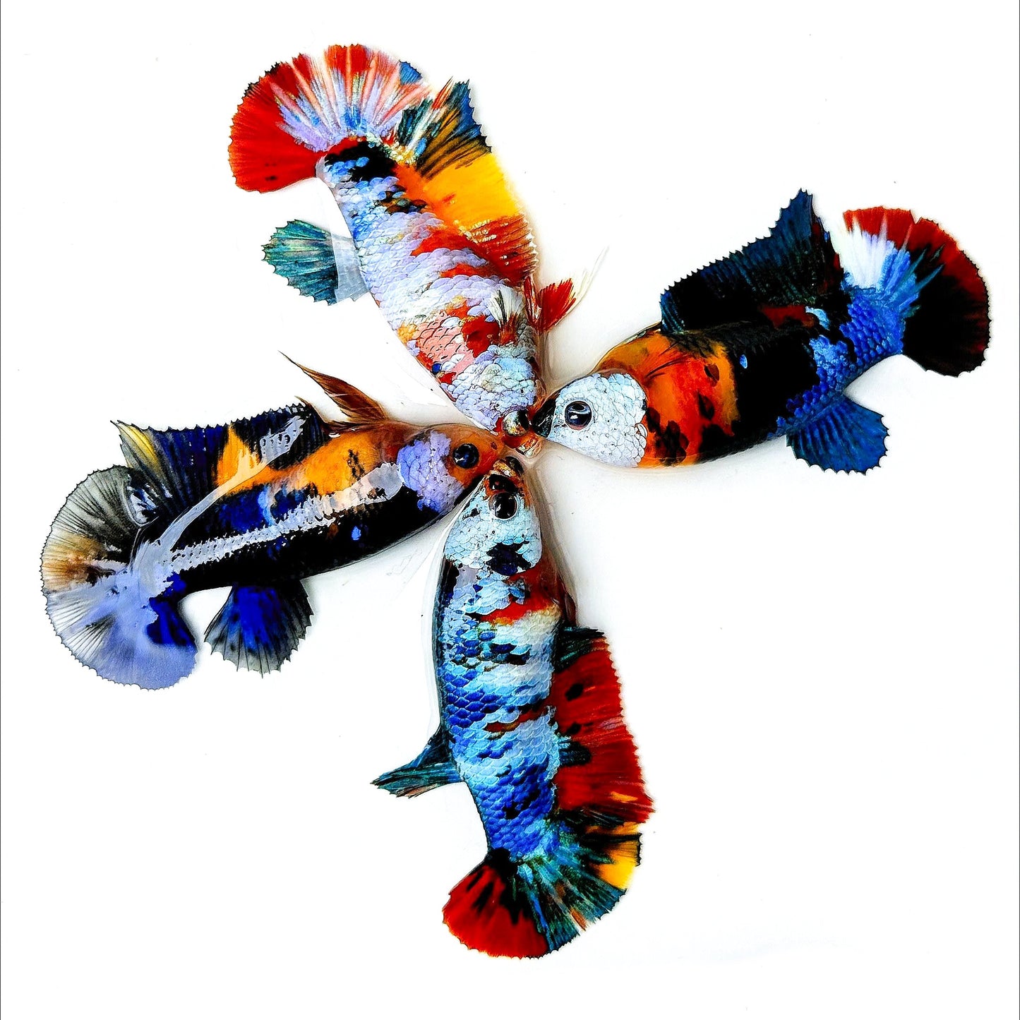 Multicolor White Mask Female Betta Fish | Rare Samurai-Inspired Beauty