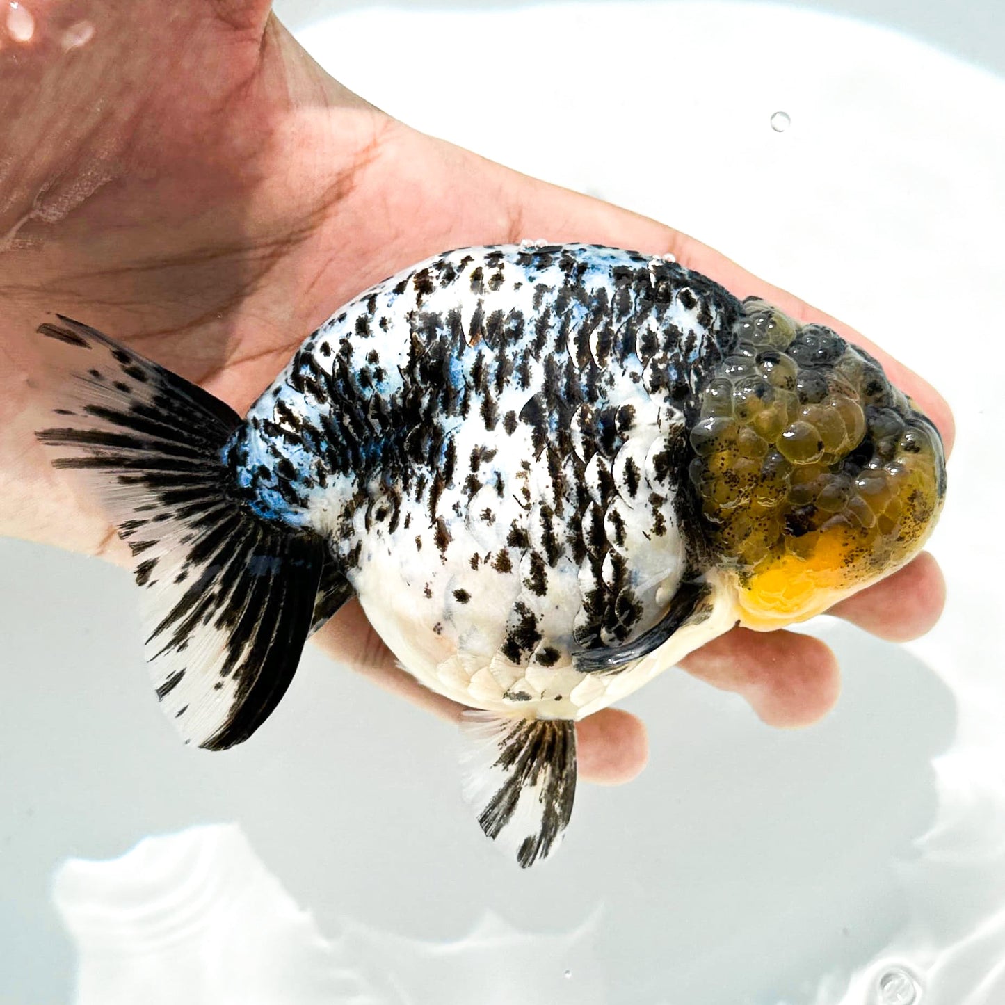 Pearl White Tiger Calico Ranchu Goldfish | Grower Pick