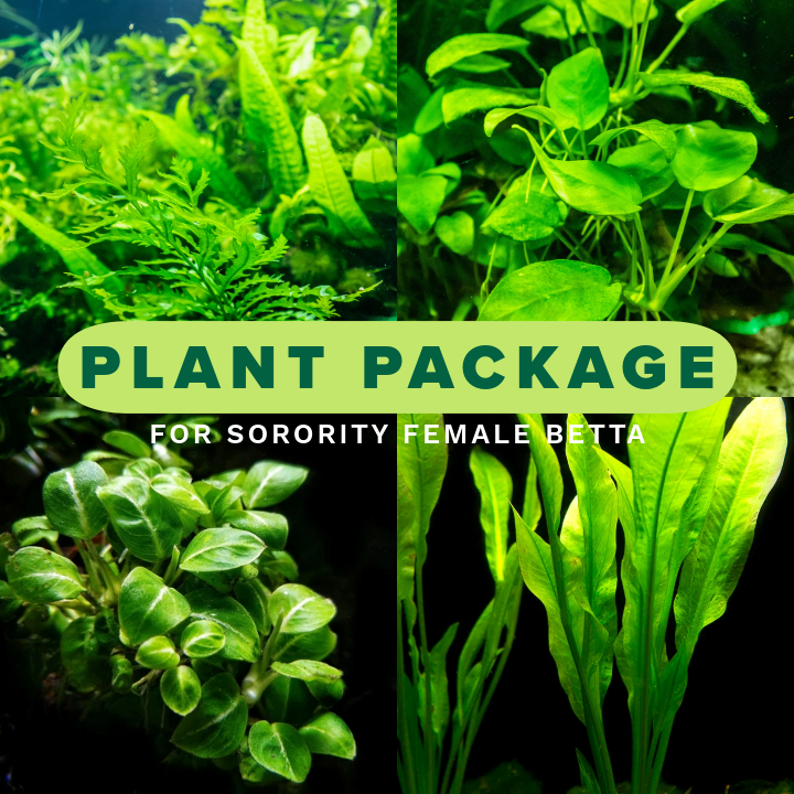 Plant Package for Female Betta Sorority Tank