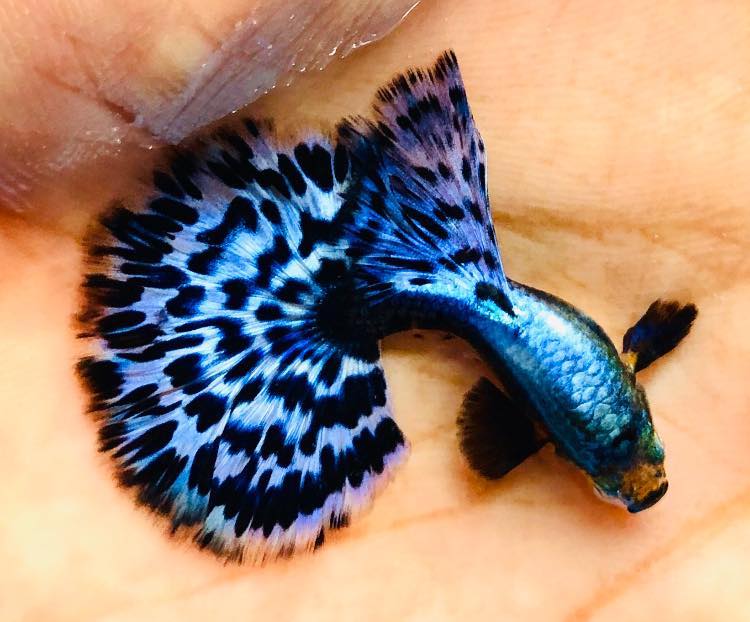 Purple Ivory Mosaic Guppy Fish