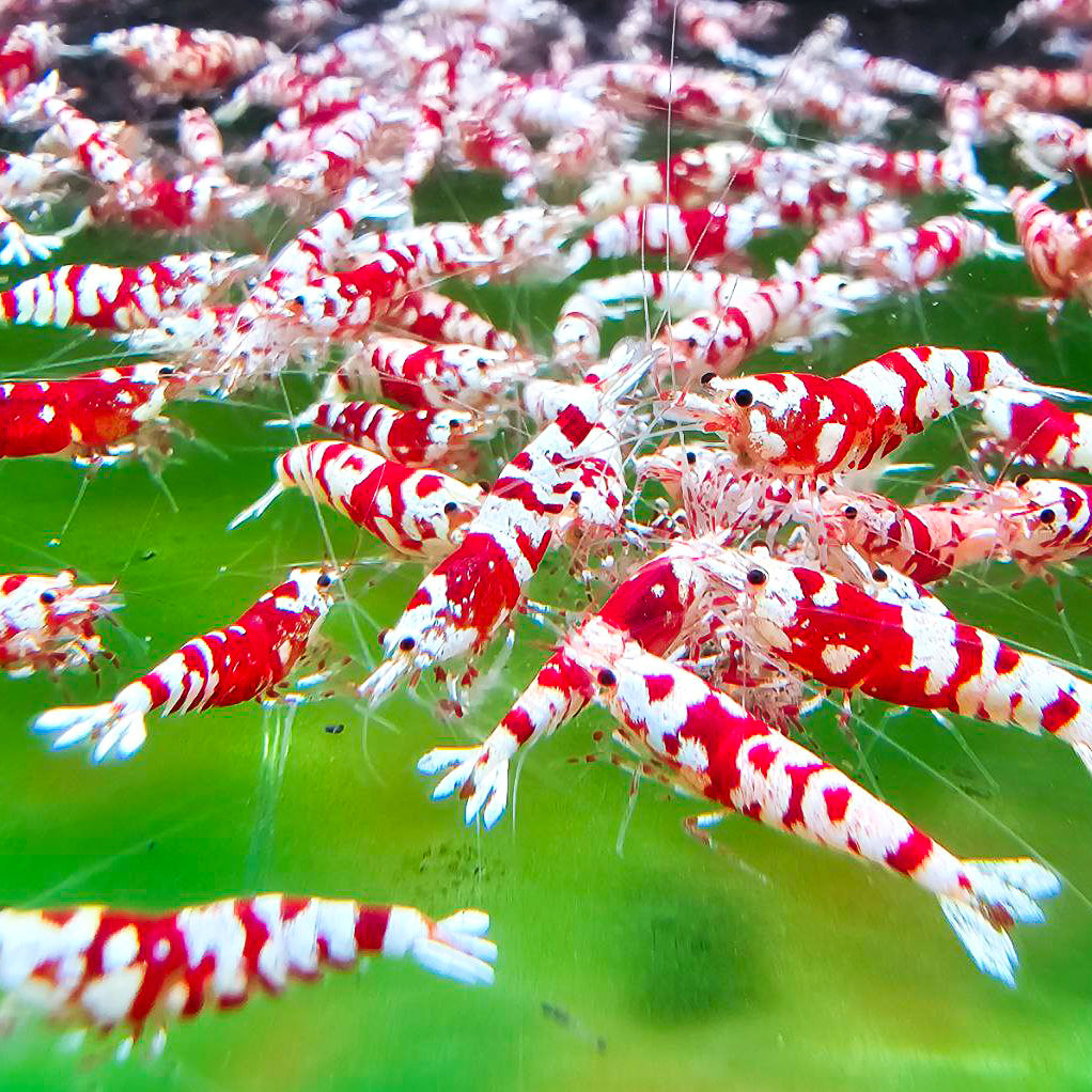 Red Fancy Tiger Caridina Shrimp