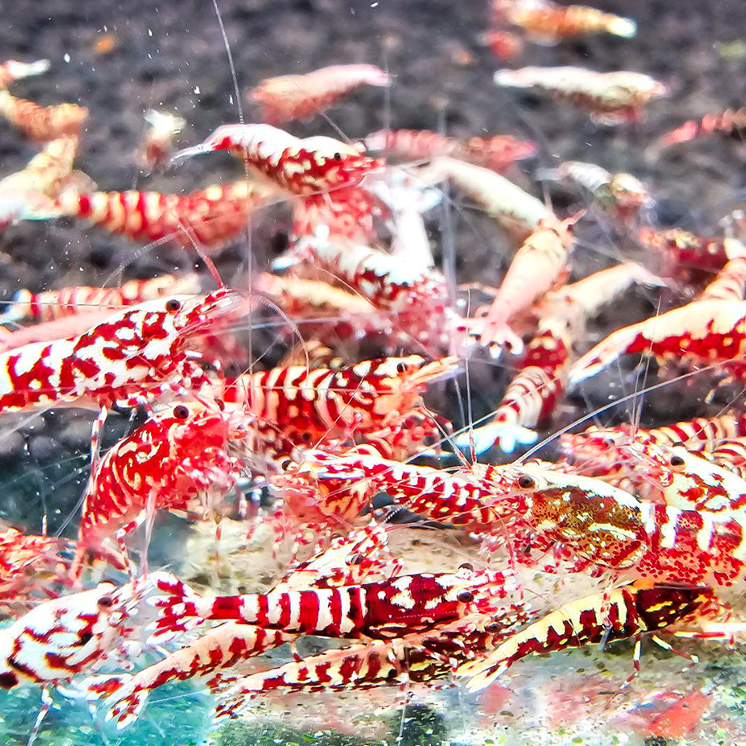 Red Galaxy Caridina Shrimp