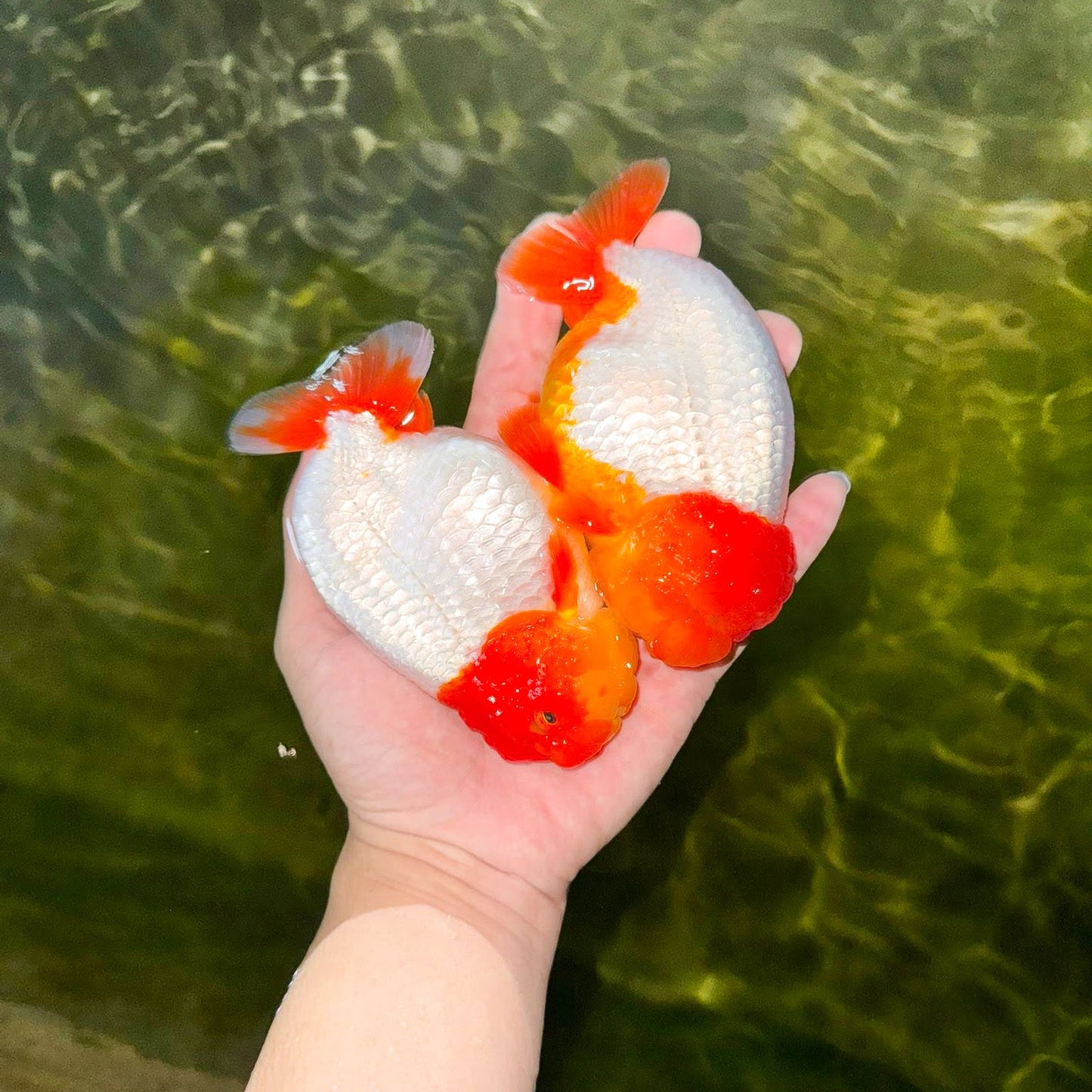 Red Head White Body Ranchu Goldfish | Grower Pick