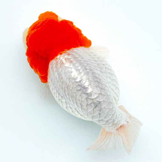 Red Head White Body Ranchu Goldfish | Grower Pick