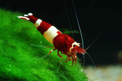 Red King Kong Caridina Shrimp