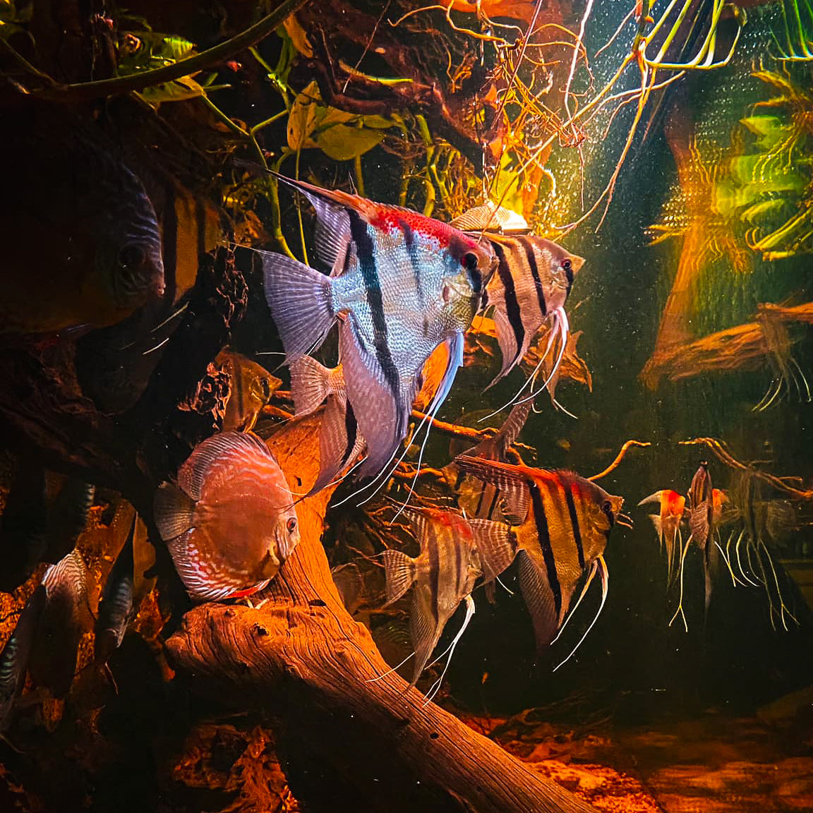 Santa Isabel Angelfish