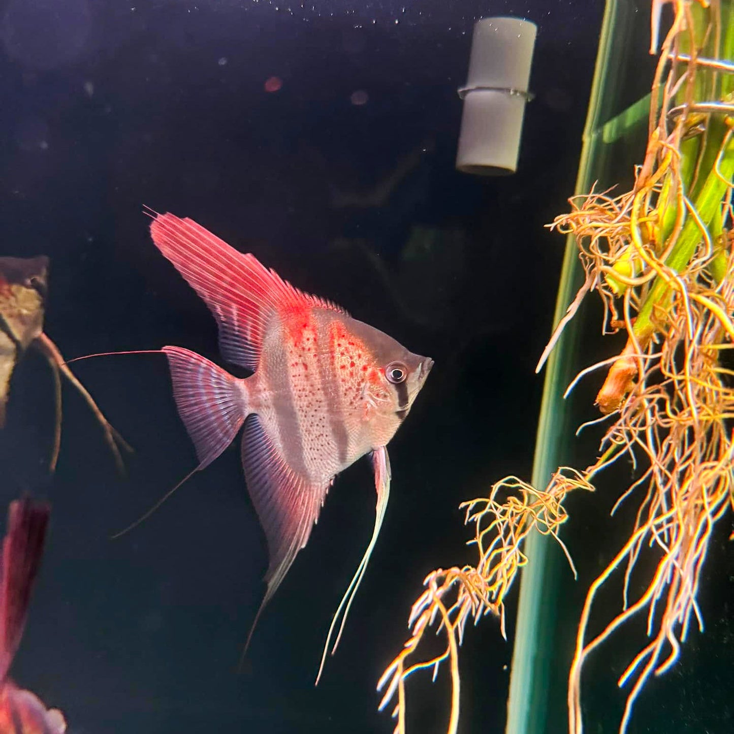 Santa Isabel Angelfish