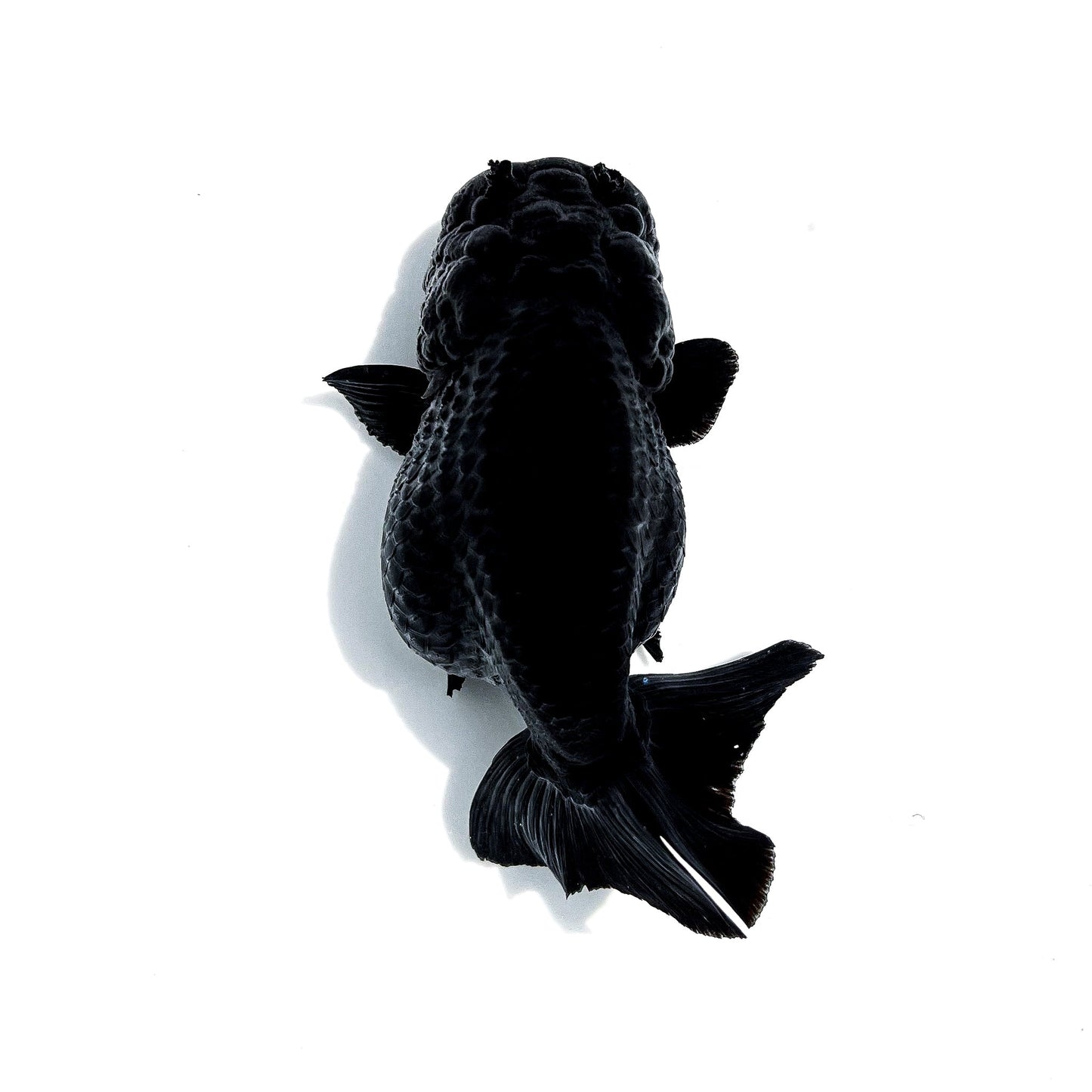 Jet Black Ranchu Goldfish | Grower Pick