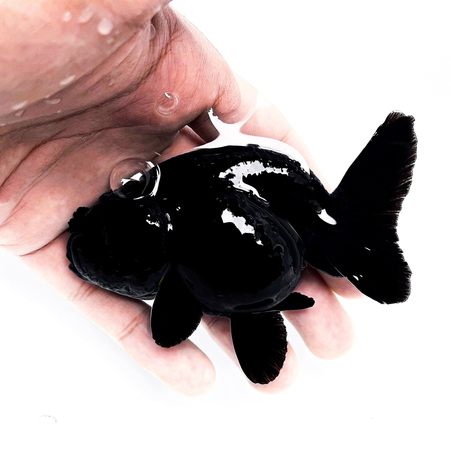 Jet Black Ranchu Goldfish | Grower Pick