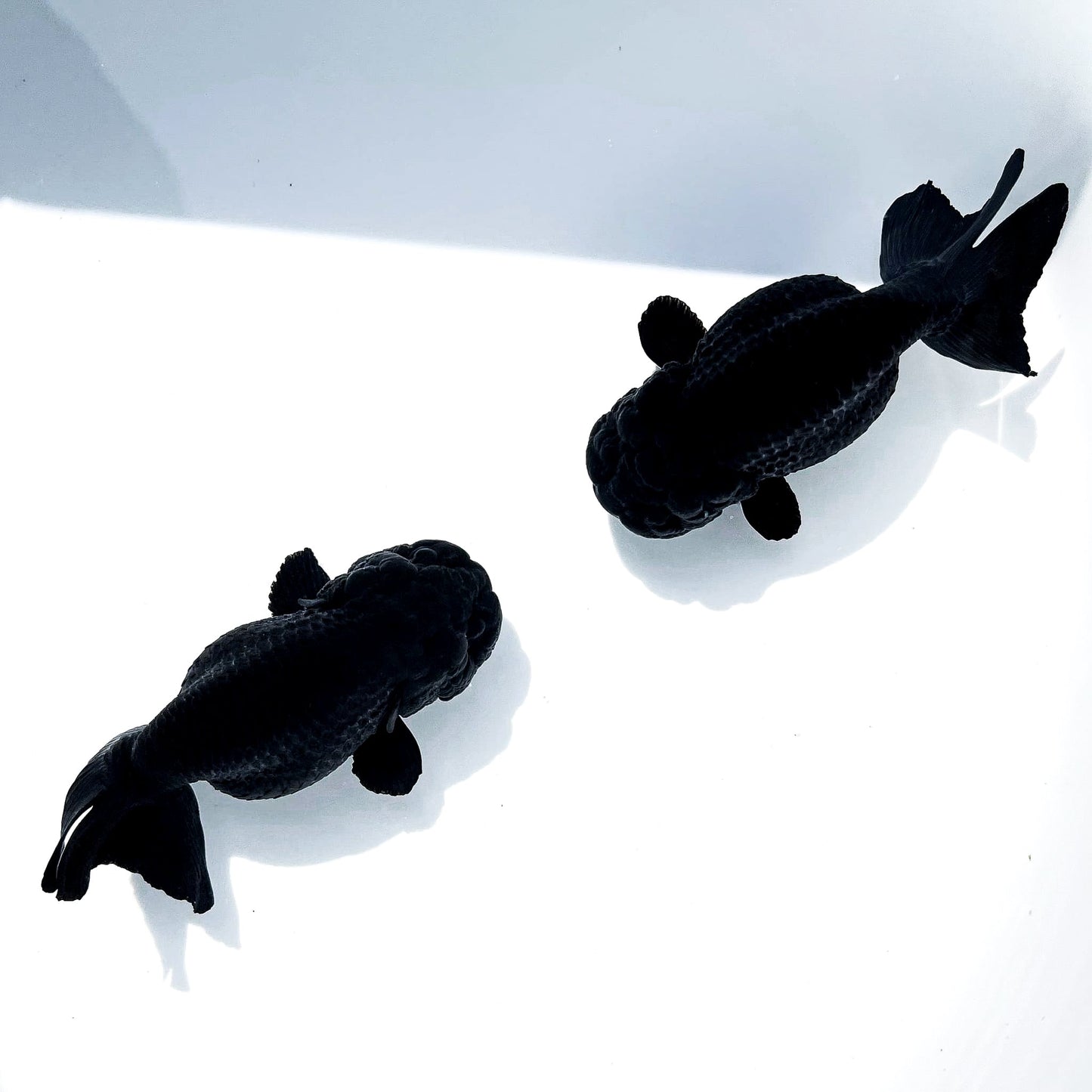 Jet Black Ranchu Goldfish | Grower Pick