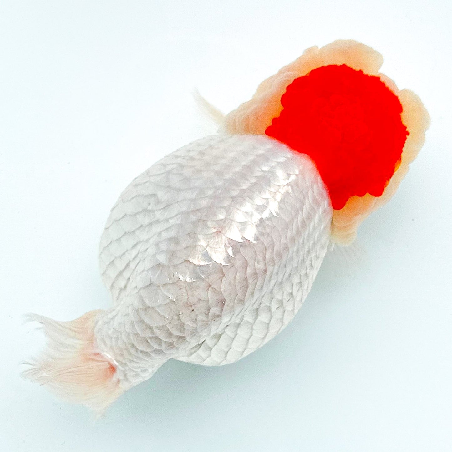 Shogun Tancho Ranchu Goldfish | Japan Flag Jewel | Grower Pick