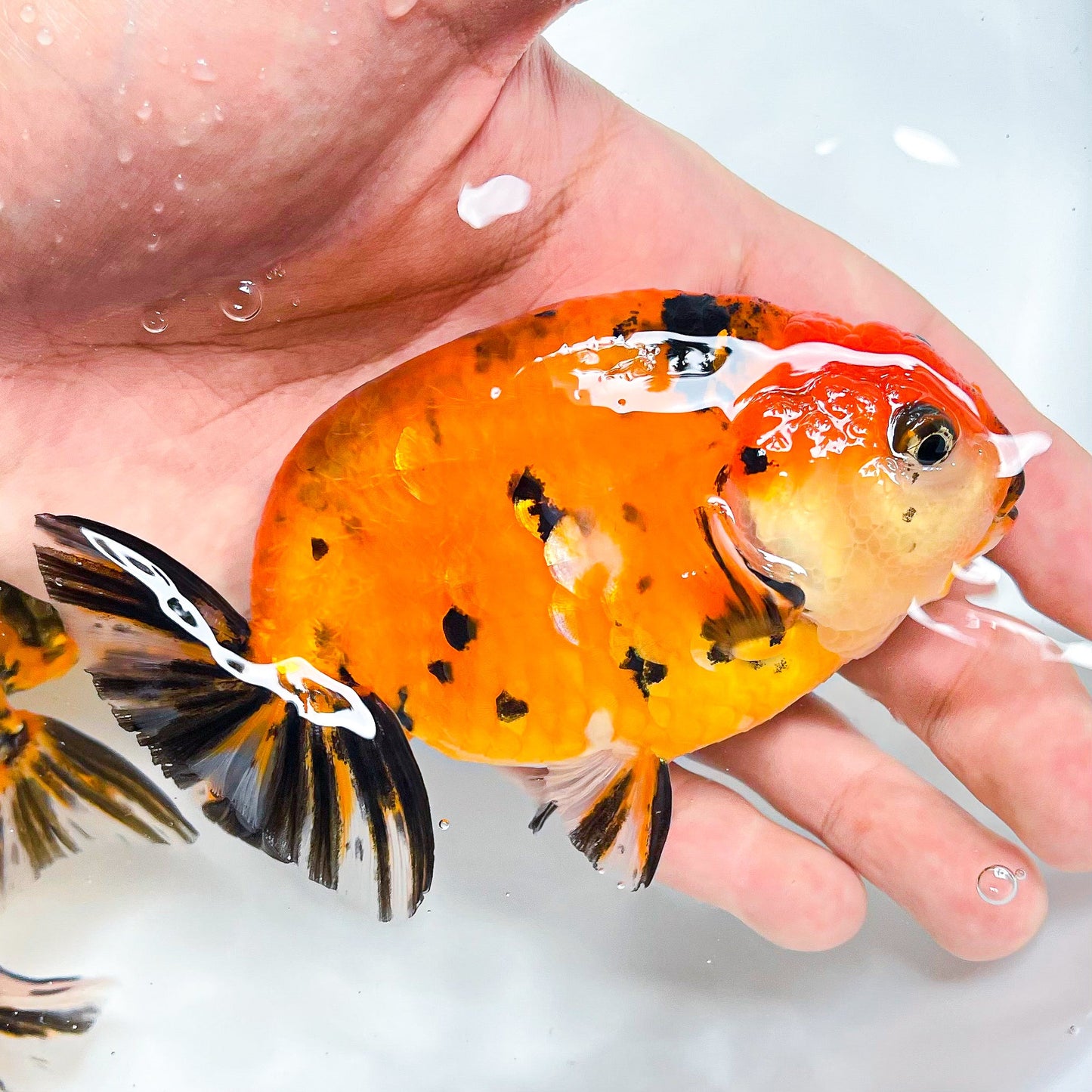 Tiger Calico Ranchu Goldfish | Grower Pick