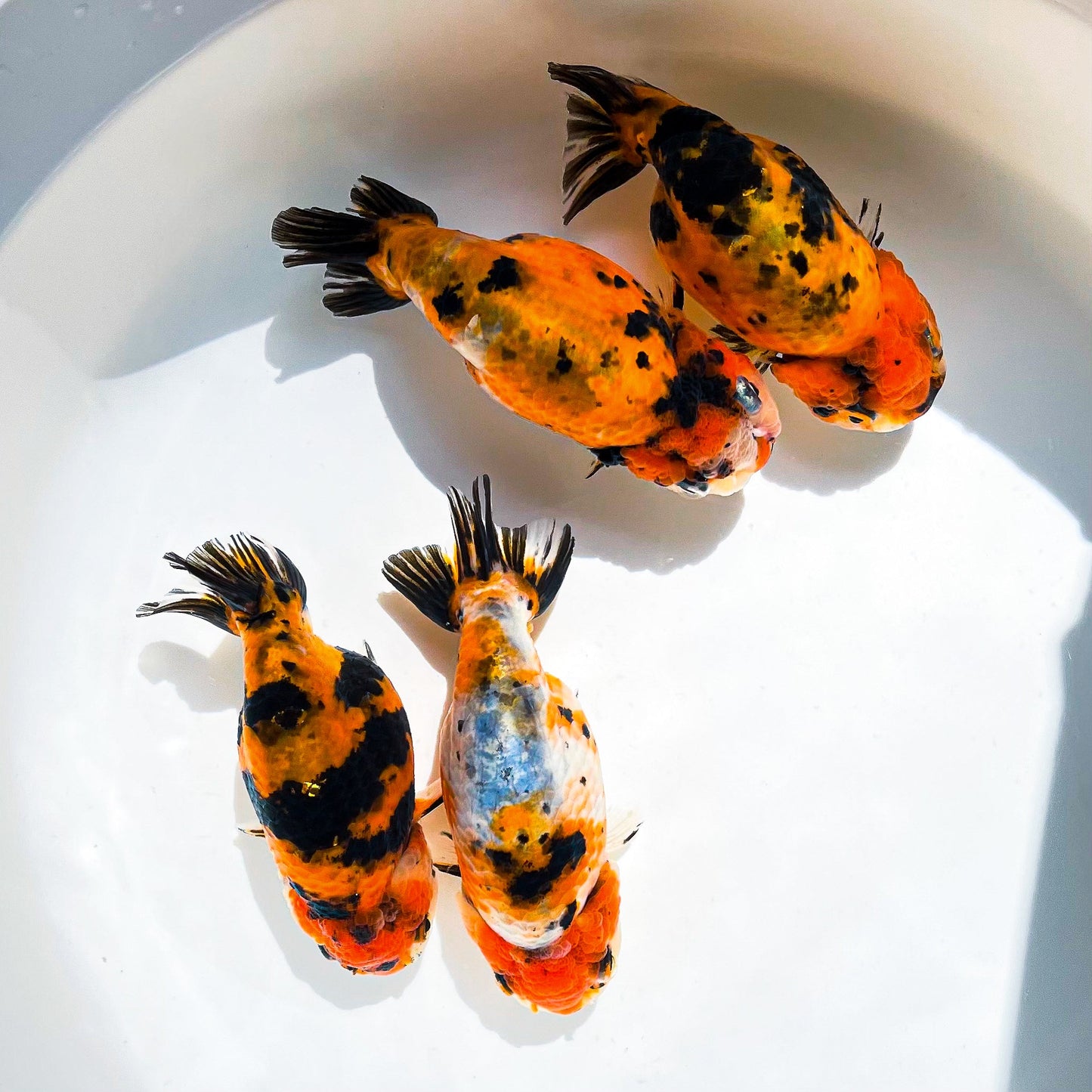 Tiger Calico Ranchu Goldfish | Grower Pick