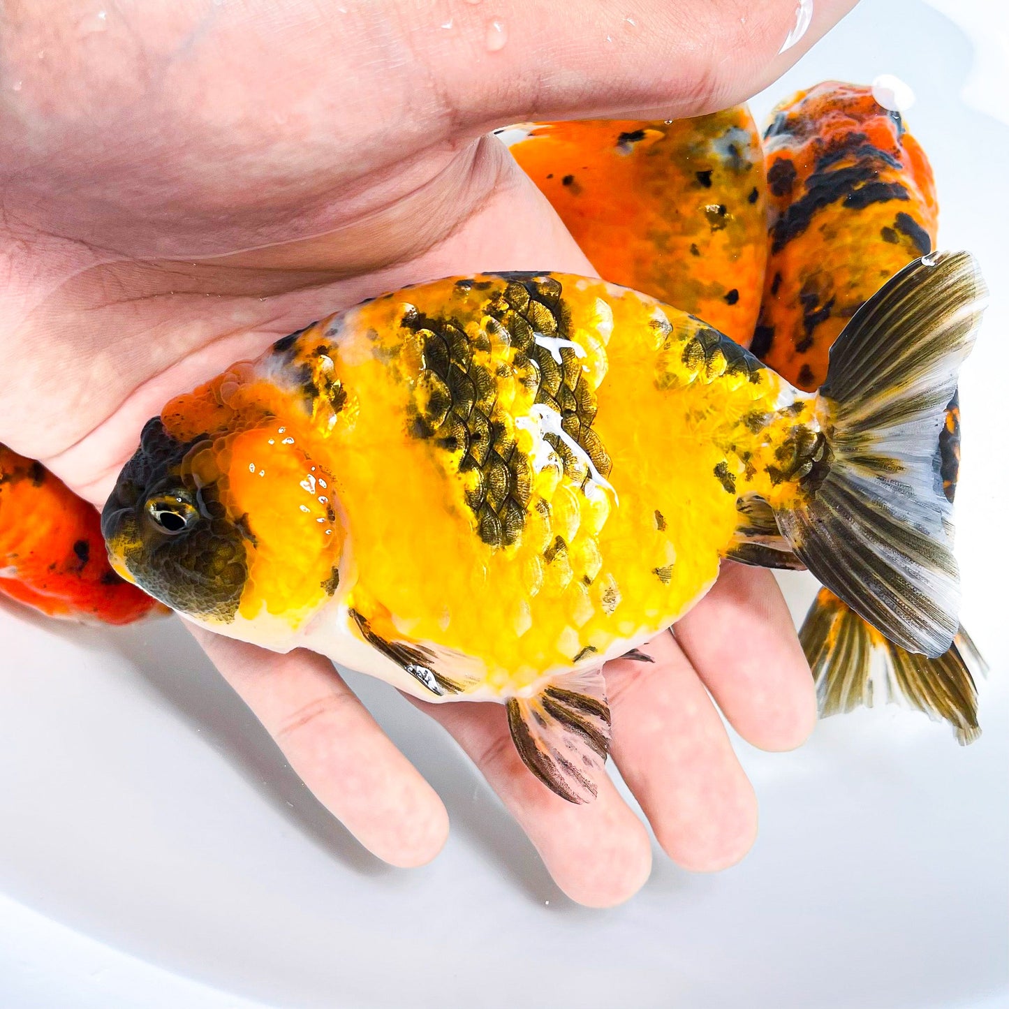 Tiger Calico Ranchu Goldfish | Grower Pick