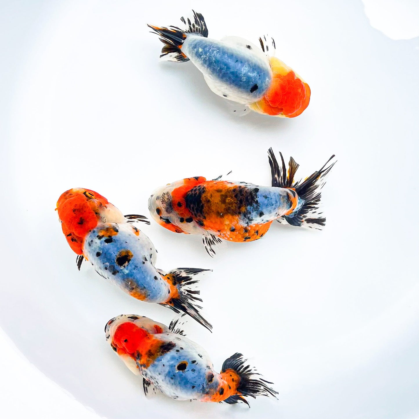 Tricolor Calico Ranchu Goldfish | Grower Pick