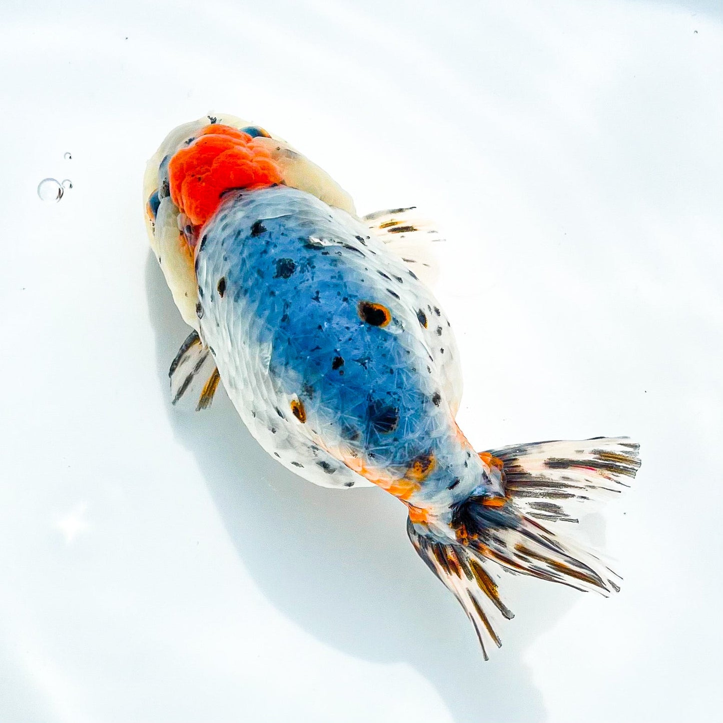 Tricolor Calico Ranchu Goldfish | Grower Pick
