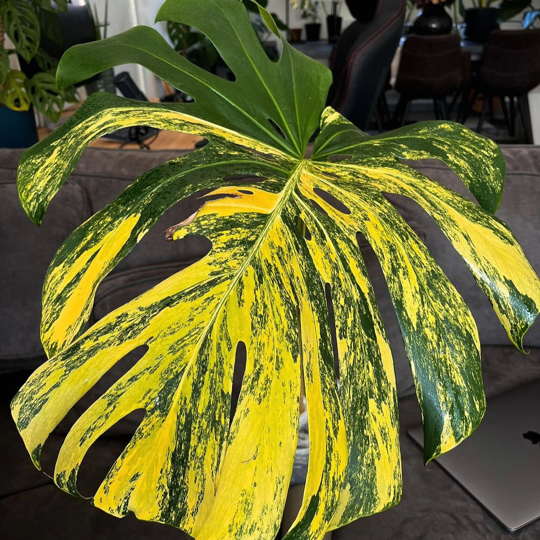 Variegated Monstera Yellow Marilyn Tissue Culture Plant