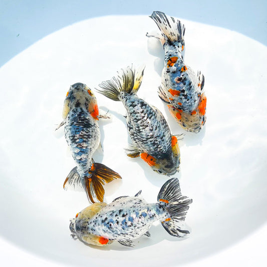White Tiger Calico Ranchu Goldfish | Grower Pick