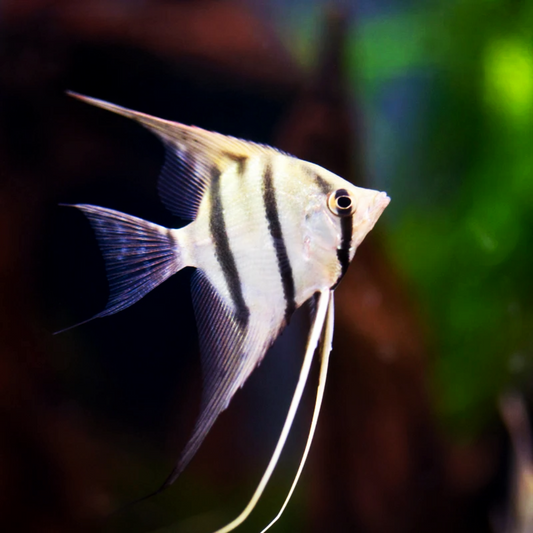 White Zebra Angelfish