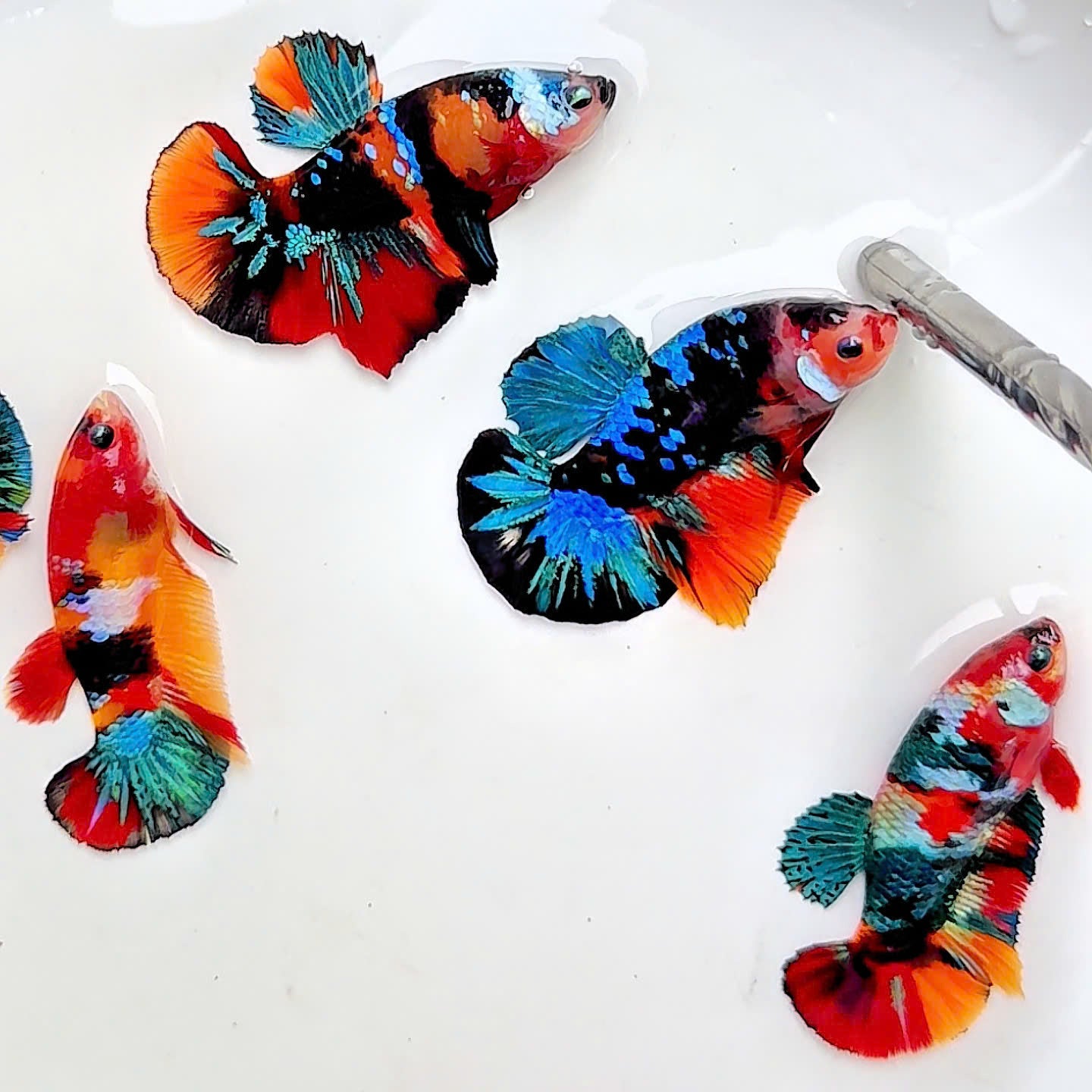 Koi Nemo Black Base Female Betta Fish (Exotic Fish)