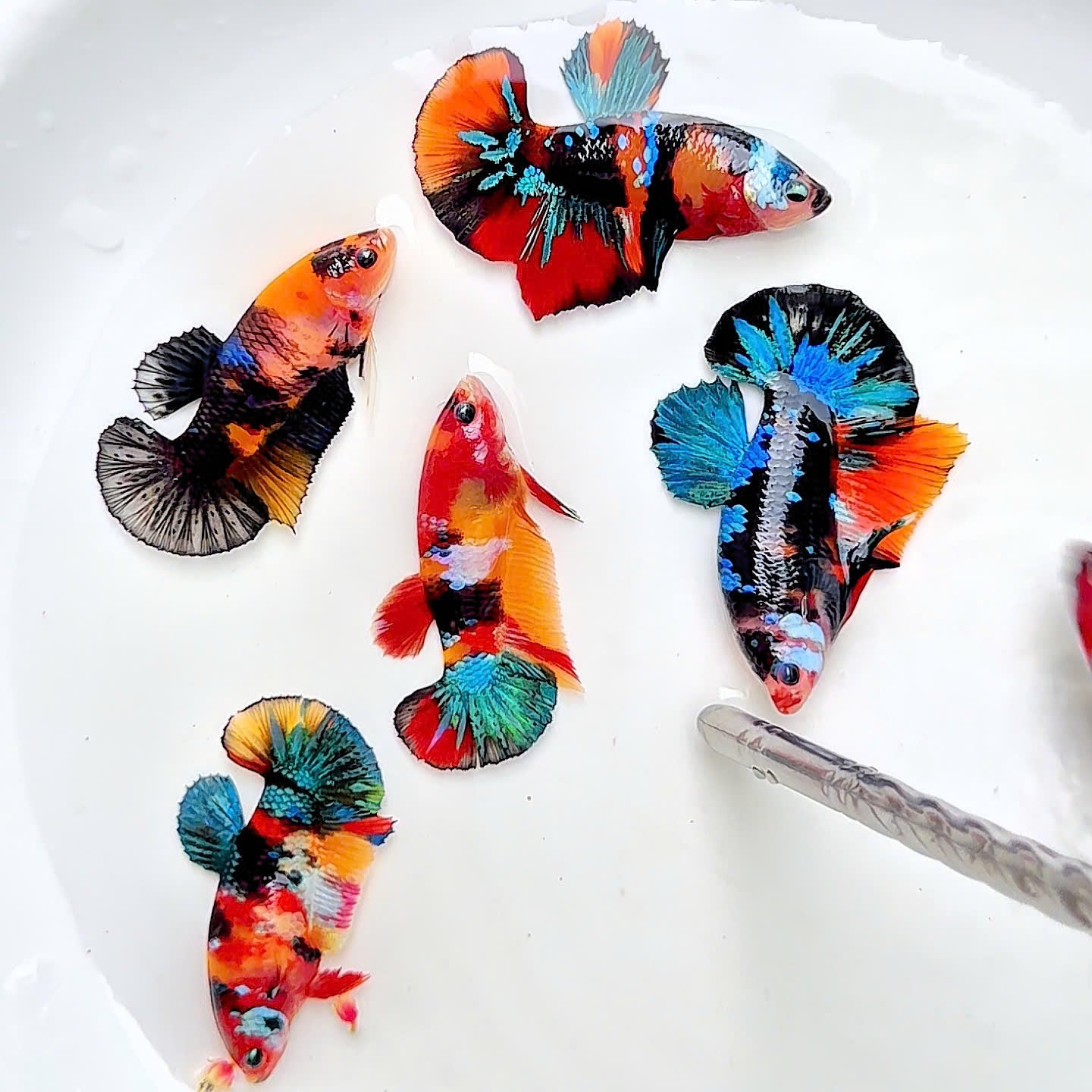 Koi Nemo Black Base Female Betta Fish (Exotic Fish)